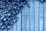 preview cold