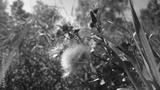 preview bw