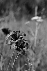 preview bw