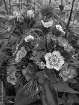 preview bw