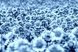 preview cold