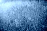 preview cold