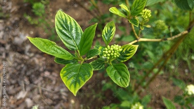 image to crop