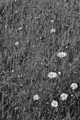 preview bw