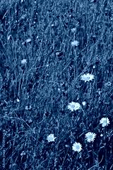 preview cold
