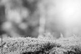 preview bw