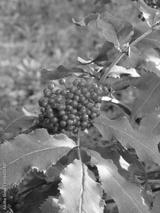 preview bw