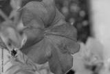 preview bw