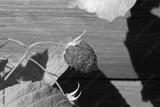 preview bw