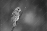 preview bw