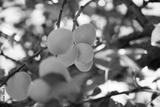 preview bw
