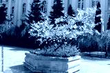 preview cold