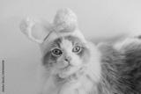 preview bw