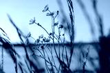 preview cold