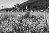 preview bw