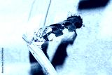 preview cold