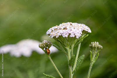 image to crop