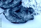 preview cold