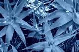 preview cold