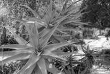 preview bw