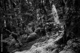 preview bw