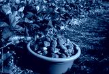 preview cold