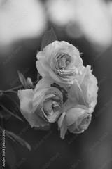 preview bw