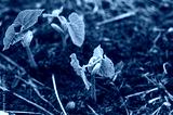 preview cold