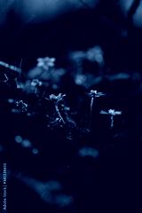 preview cold