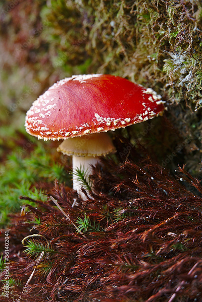 image to crop