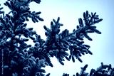 preview cold