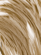 preview original
