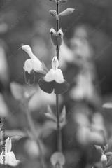 preview bw