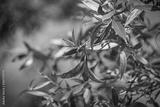 preview bw