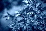 preview cold