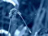 preview cold