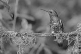 preview bw