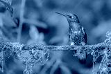 preview cold