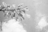 preview bw