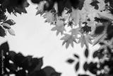 preview bw