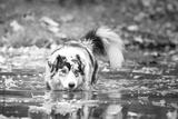 preview bw
