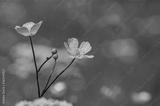 preview bw