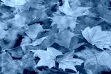 preview cold
