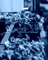preview cold
