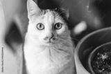 preview bw