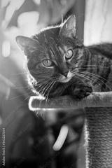 preview bw