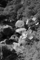 preview bw