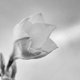 preview bw