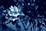 preview cold