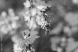 preview bw